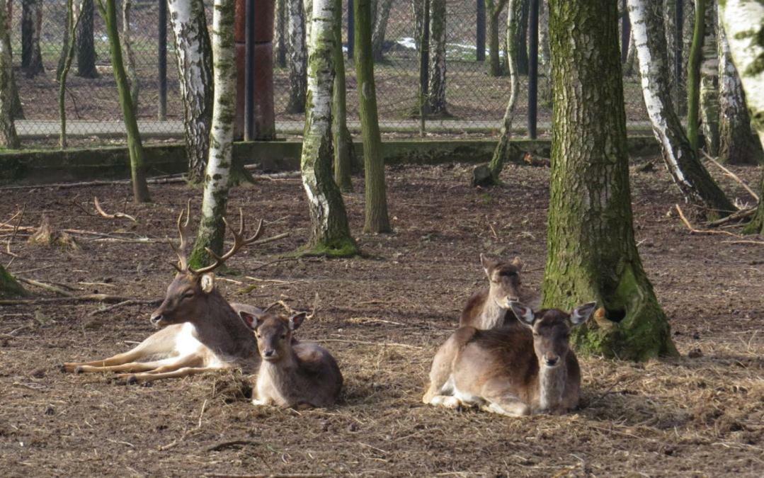 Park Lesny 'U Kaczyny' Hotell Rogow Eksteriør bilde